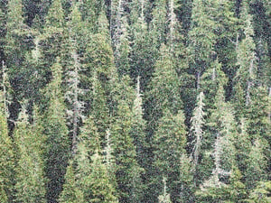 Pointillist abstract of mountain conifers in Olympic National Park, with effect of falling snow, for motifs of nature and conservation-1